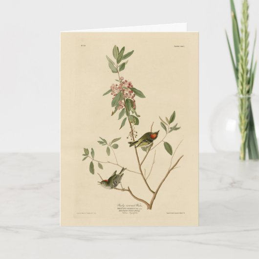 ルビー王冠ウォレン（キングレット）オードボンバーズアメリカ カード (正面)