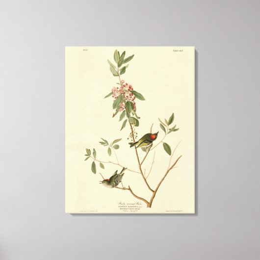 ルビー王冠ウォレン（キングレット）オードボンバーズアメリカ キャンバスプリント (正面)