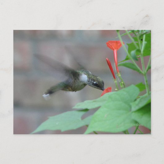 ルビー・スロート・シップス・ポストカード ポストカード (正面)