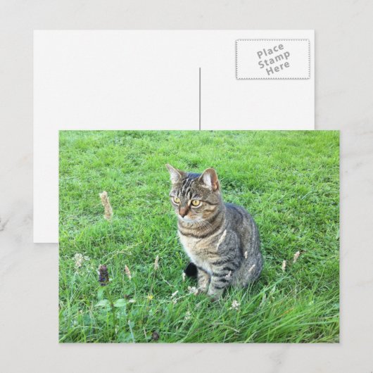 ルビーcotuesdayはがき ポストカード (正面/裏面)