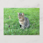 ルビーcotuesdayはがき ポストカード (正面)