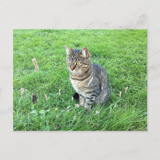 ルビーcotuesdayはがき ポストカード (正面)