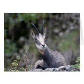 ルピア (正面横)