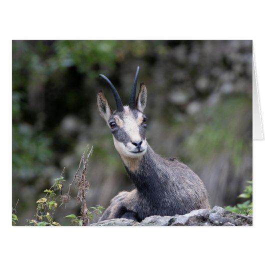 ルピア (正面横)