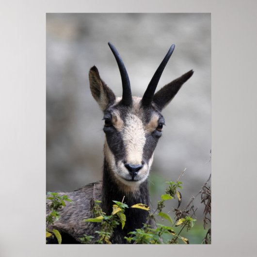 ルピア ポスター (正面)