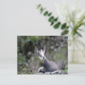 ルピア ポストカード (スタンド正面)