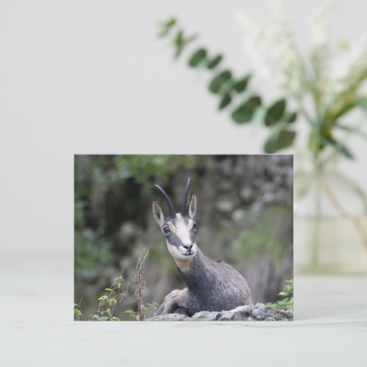 ルピア ポストカード (スタンド正面)