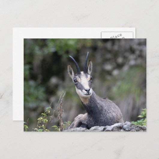 ルピア ポストカード (正面/裏面)