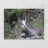 ルピア ポストカード (正面)