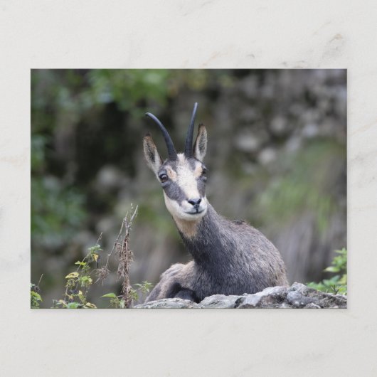 ルピア ポストカード (正面)