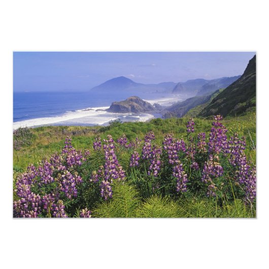 ルピナスの花と荒々しい海岸線に沿って フォトプリント            (正面)