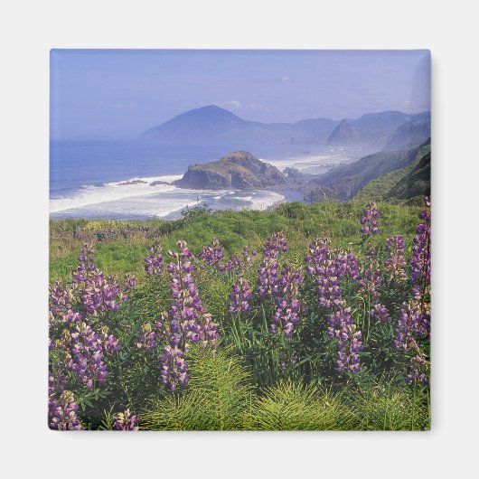ルピナスの花と荒々しい海岸線に沿って マグネット (正面)