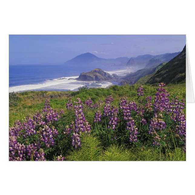 ルピナスの花と荒々しい海岸線沿い (正面横)