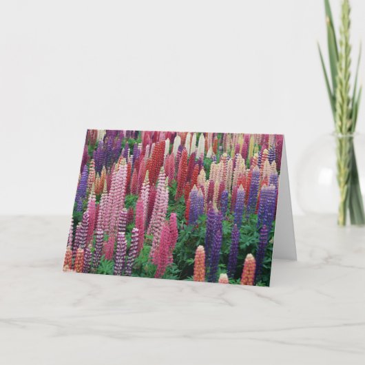 ルピナス属の花の空白のな挨拶状 サンキューカード (正面)
