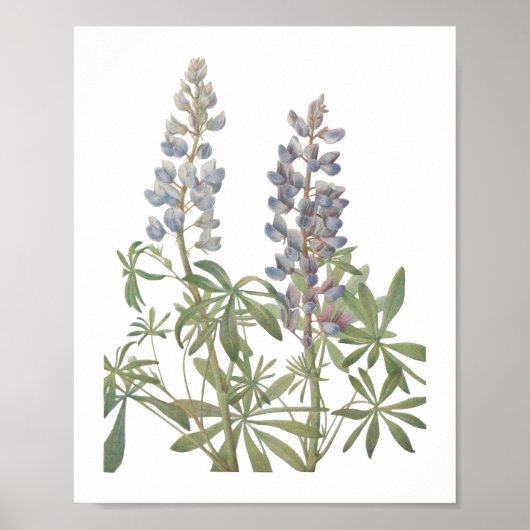 ルピネのヒマワリ ポスター (正面)