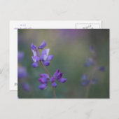 ルピネの畑 ポストカード (正面/裏面)