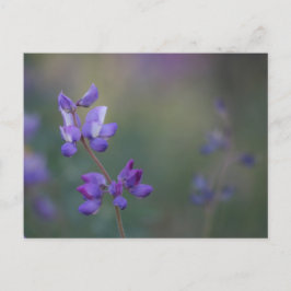 ルピネの畑 ポストカード