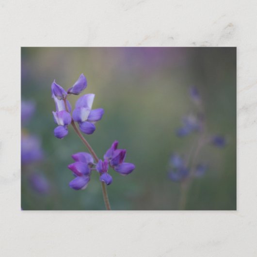 ルピネの畑 ポストカード (正面)