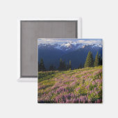 ルピネの野とオリンパスの山と雲 マグネット (正面/裏面)