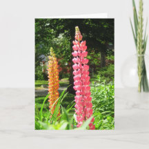 ルピネスコテージガーデン – Martha's Vineヤード