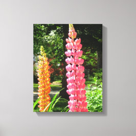 ルピネスコテージガーデン – Martha's Vineヤード キャンバスプリント