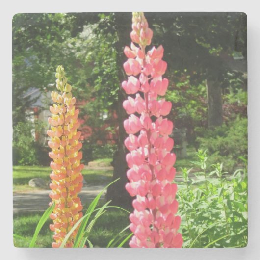 ルピネスコテージガーデン – Martha's Vineヤード ストーンコースター (正面)