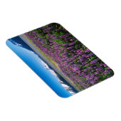 ルピネス開花 |アラスカ，ケナイ山脈 マグネット (右側)