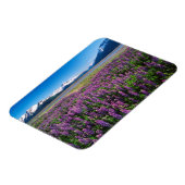 ルピネス開花 |アラスカ，ケナイ山脈 マグネット (左側)