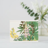 ルピネバイタニガミ湖南 ポストカード (スタンド正面)