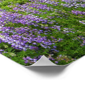 ルピネフィールド、ハンボルト海岸、カリフォルニア州、米国。 ポスター (角)