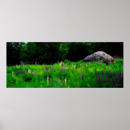 ルピネ大きい石ポスターの氷河の写真 ポスター (正面)