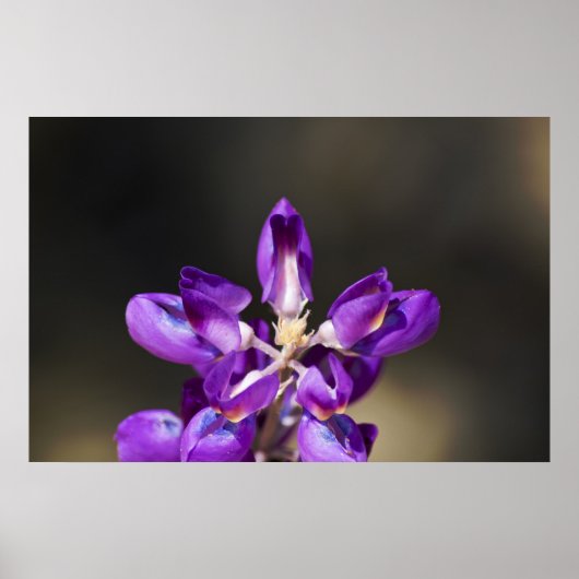 ルピネ疑問に思 ポスター (正面)