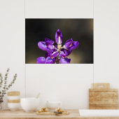 ルピネ疑問に思 ポスター (キッチン)