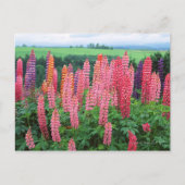 ルピネ2 ポストカード (正面)