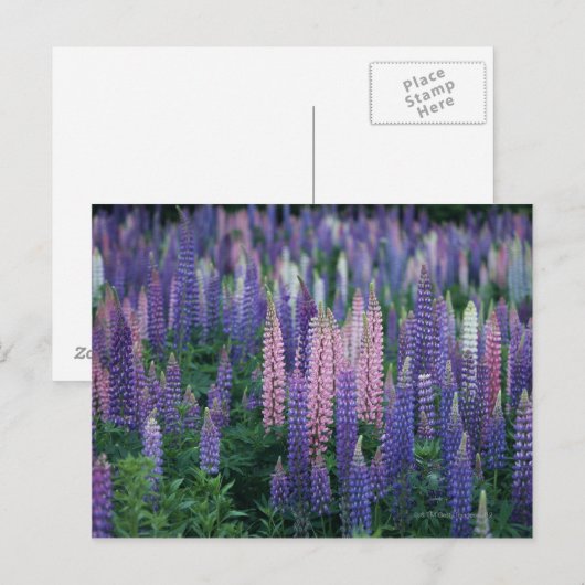 ルピネ ポストカード (正面/裏面)