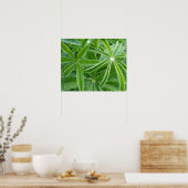 ルピ葉ン植物写真 ポスター (キッチン)