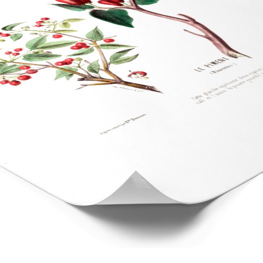 ルフィメントレッドフローラヴィンテージアメリクボタニカル ポスター (角)