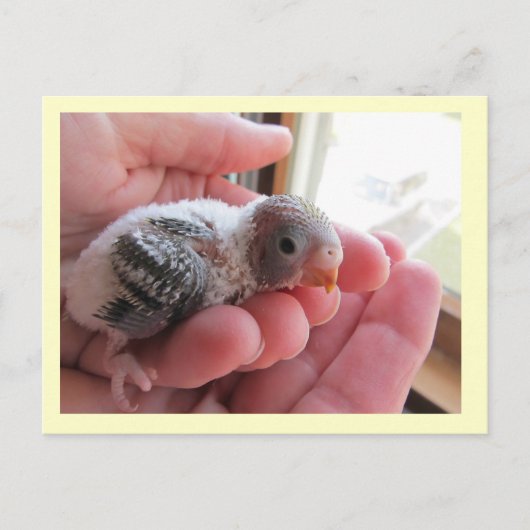 ルフスアットオールド16日 ポストカード (正面)