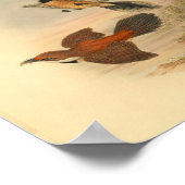 ルフスファンテールレッドフライキャッチャー鳥ヴィンテージプリント ポスター (角)