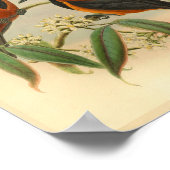 ルフスブラックウッドマーキーヴィンテージレッドバードプリント ポスター (角)