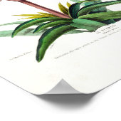 ルプルメリ薄紫ホワイトフローラヴィンテージフローレDアメル ポスター (角)