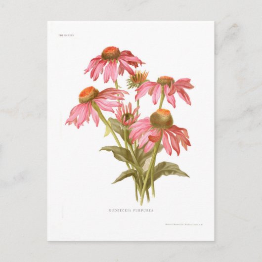 ルベキア・プルプレア ポストカード (正面)