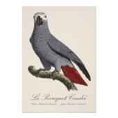 ルペロケケンドレー – 19世紀イラストレーション フォトプリント            (正面)