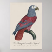 ルペロケサントレタペール ポスター (正面)