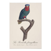 ルリゴシキセイインコ, Vini Australis フォトプリント (正面)