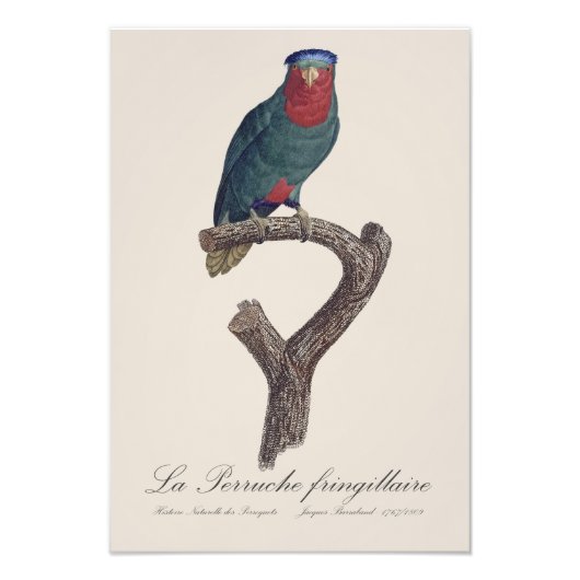 ルリゴシキセイインコ, Vini Australis フォトプリント (正面)