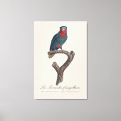 ルリゴシキンカイチョウ, Vini Australis キャンバスプリント (正面)