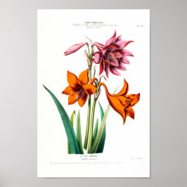 ルリズカライベアマリンラリスエクエストリスヴィンテージアメリク ポスター