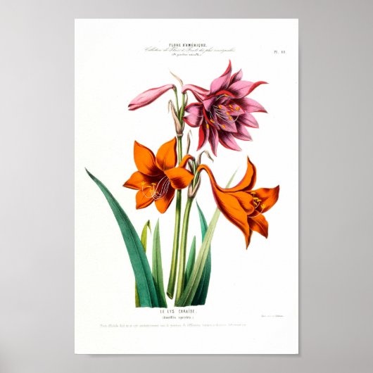 ルリズカライベアマリンラリスエクエストリスヴィンテージアメリク ポスター (正面)