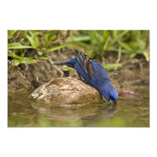 ルリノジコが裏庭の池で水を飲んでいる、 フォトプリント            (正面)